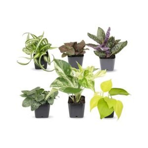 Easy to Grow Houseplants (Pack of 6), Live House Plants in Containers, Growers Choice Plant Set in Planters with Potting Soil Mix, Home Décor Planting Kit or Outdoor Garden Gifts by Plants for Pets